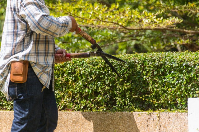 Garden Maintenance South Norwood, SE25
